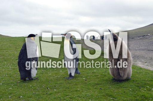 Königspinguin (8 von 84).jpg